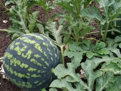 Получатель социальных услуг Атратского интерната выращивает сладкие дыни и арбузы