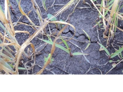 Почвенная засуха