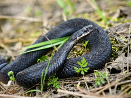 Если укусила змея