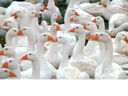 ООО «Вурнарец» примет участие на главной агропромышленной выставке страны «Золотая осень - 2023» в Москве