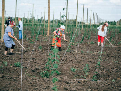 В Чувашии планируется увеличить площадь посадок хмеля в 10 раз