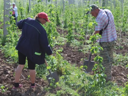 На плантациях хмеля ООО «АгроРесурсы» полным ходом идут работы