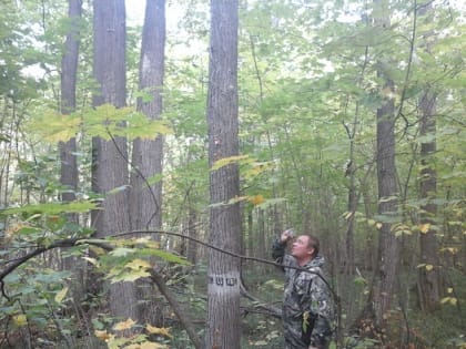 Работы текущего года по регулярным наблюдениям в лесах Чувашии завершены