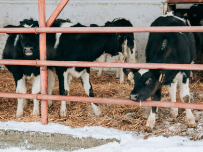 Минсельхоз Чувашии объявил приём заявок на гранты для семейных ферм, сельхозпотребкооперативов и «Агропрогресс»
