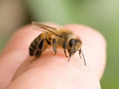 В Чуваши работники Скорой спасли пчеловода от анафилактического шока