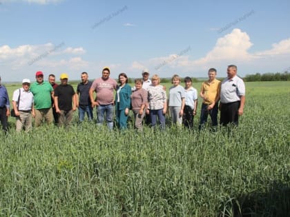 В Шемуршинском округе стало доброй традицией после завершения весенне-полевых работ проводить осмотр полей.
