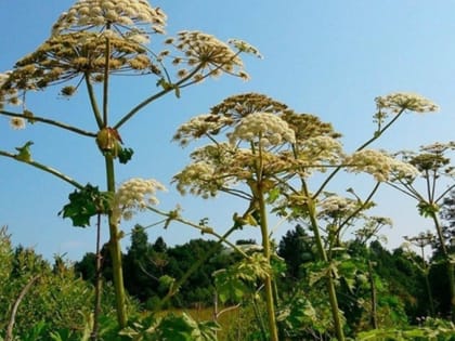 Управление Россельхознадзора напоминает: борщевик Сосновского – опасный сорняк