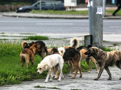 14 марта в Алатыре будет продолжен отлов бродячих собак