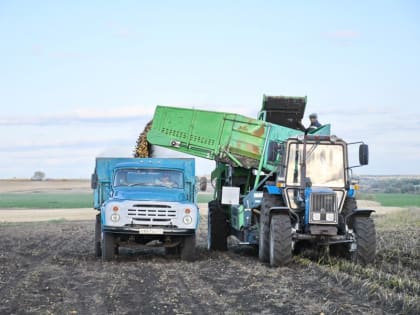 Хозяйства Батыревского муниципального округа приступили к уборке картофеля