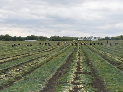 В Батыревском муниципальном округе началась уборка лука -севка