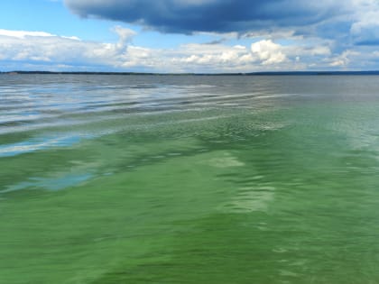Июль – период массового цветения сине-зеленых водорослей на Чебоксарском водохранилище