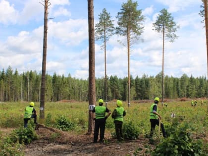 Чувашия планирует провести обследование лесного фонда на площади 948,5 га