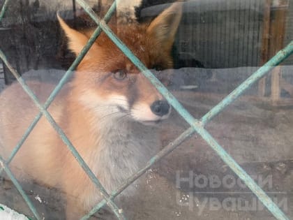 В одном из округов Чувашии отменили карантин по бешенству