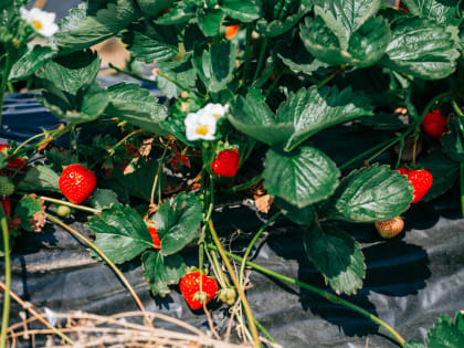 Ягодный фестиваль Чувашии