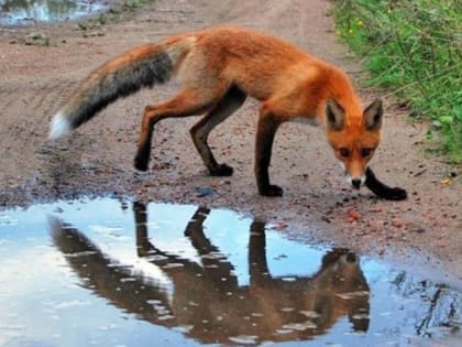 На территории Урмарского муниципального округа введен карантин по бешенству