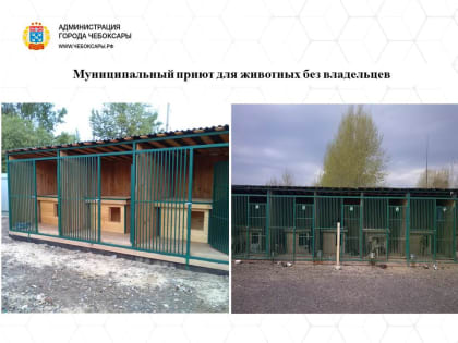 Внимание безнадзорным животным: в Чебоксарах обсудили проблемы приюта для животных