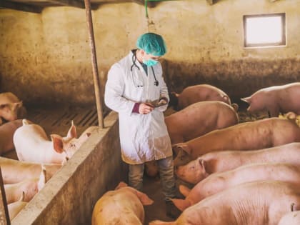 С начала года в Чувашии вакцинировано более 304 тысяч голов против классической чумы свиней