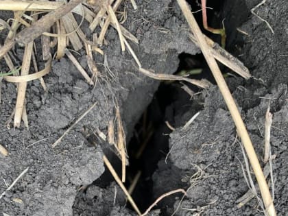 В Шемуршинском муниципальном округе нарастают сильные засушливые явления