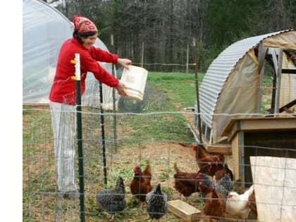 Куры стали поводом для ссоры