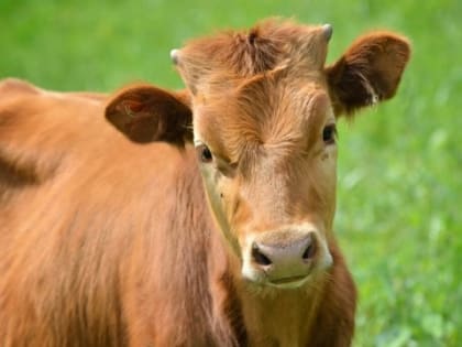 Памятка по профилактике сибирской язвы