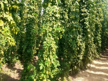 Хмелеводы на страже