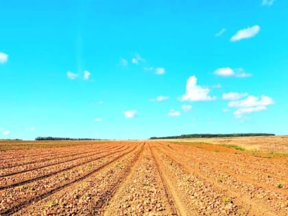 Аграрии Цивильского округа наращивают темпы уборки картофеля