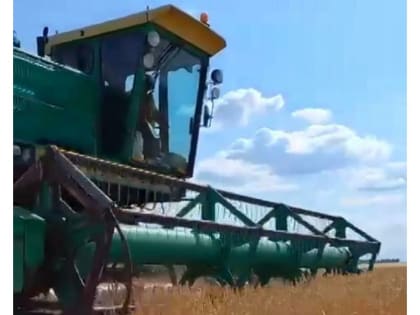 Аграрии Шемуршинского муниципального округа начали уборку зерновых