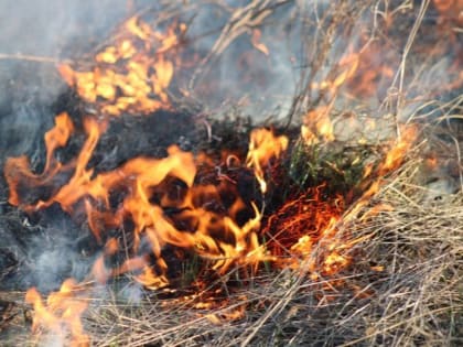 В Чувашии ликвидировали первый в этом году лесной пожар