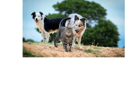 Среди заразных болезней бешенство занимает особое место из-за абсолютной летальности при развитии клинической картины заболевания