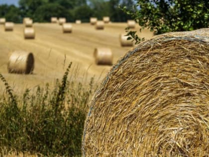 В сельскохозяйственных предприятиях и крестьянских фермерских хозяйствах округа полным ходом ведутся работы по заготовке кормов