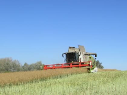 В хозяйствах Аликовского муниципального округа завершилась уборка зерновых и зернобобовых культур