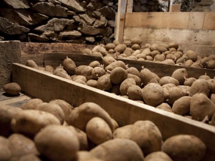 Храним картофель правильно