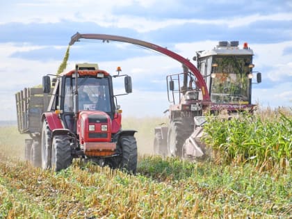 В Батыревском муниципальном округе началась уборка кукурузы на корм