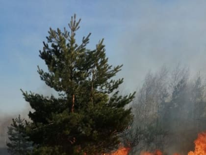 Вурнарское лесничество помогло предотвратить пожар