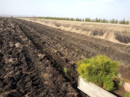 На придорожной полосе автомобильной дороги „Батырево-Сугуты“ создано снегозащитное озеленение