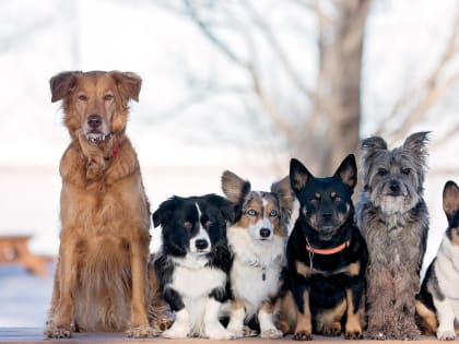 Уважаемые владельцы собак, убедительно Вас просим не выпускать своих питомцев на улицу!