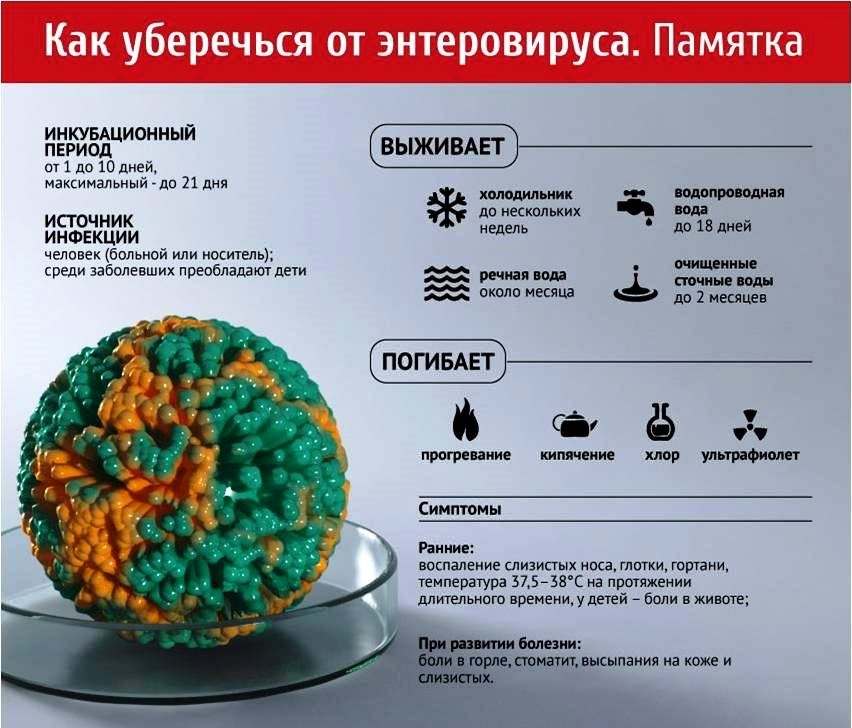 Кишечный вирус. Энтеровирусная инфекция. Энтеровирусы заболевания. Энтеровирус источники заражения. Энтеровирусная инфекция период заразности.