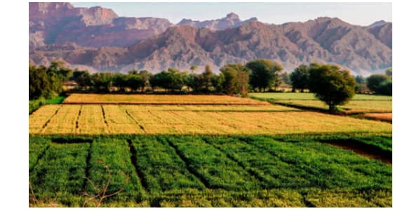 CRS field teams conducting crop survey activities in district farmland