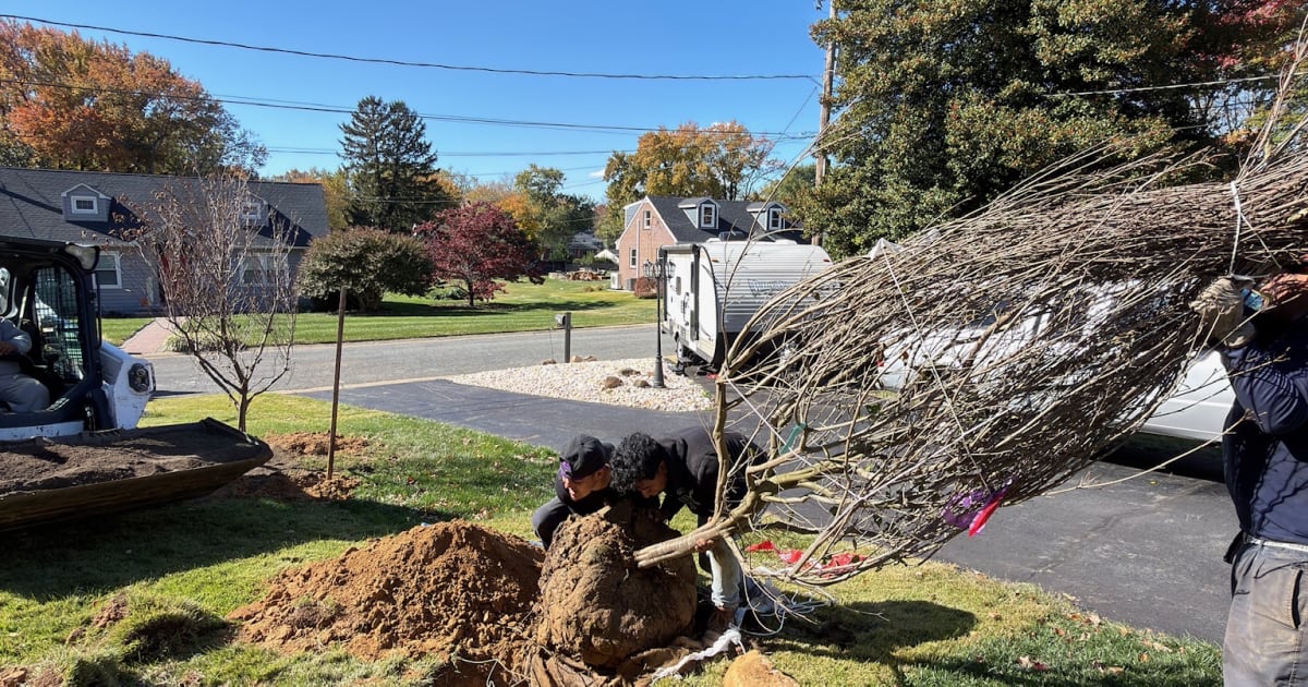 Blue Rock Tree Care crew performing professional tree work in a Delaware residential community