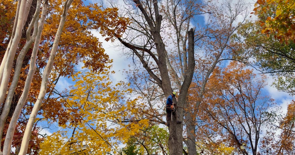Blue Rock Tree Care crew working a hazardous tree removal in Wilmington, Delaware