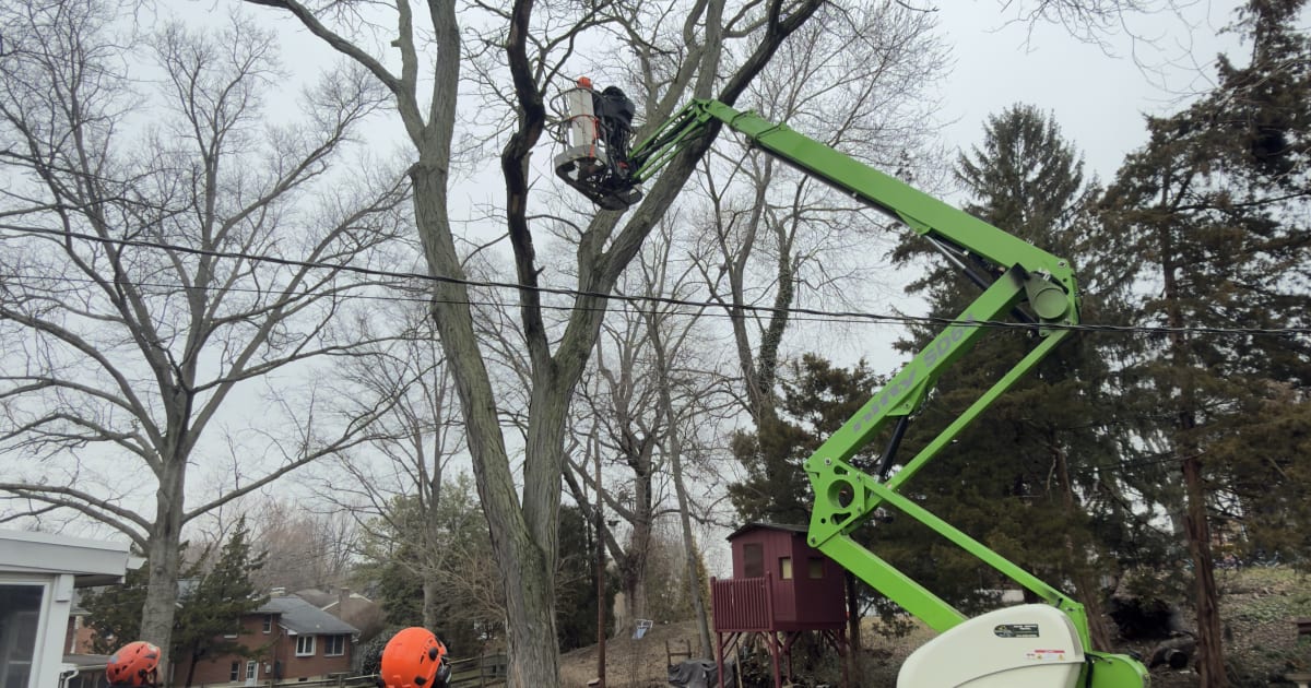 Blue Rock Tree Care technician working with compact SD64 spider lift for precision pruning in a tight residential lot in Wilmington — minimal lawn impact, works over fences and hardscape