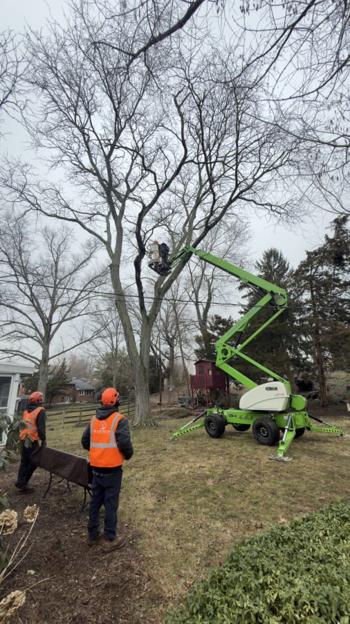 Tree Pruning