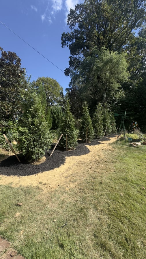 Privacy Screening Tree Installation for Residential Property - main view