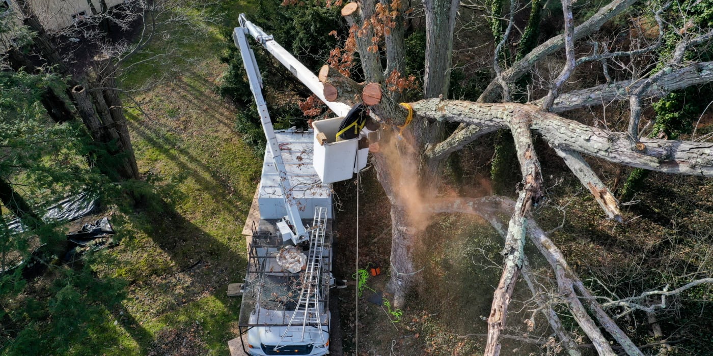 Deed-Restricted Property — Specimen White Oak Crown Reduction with ARC Assessment Support