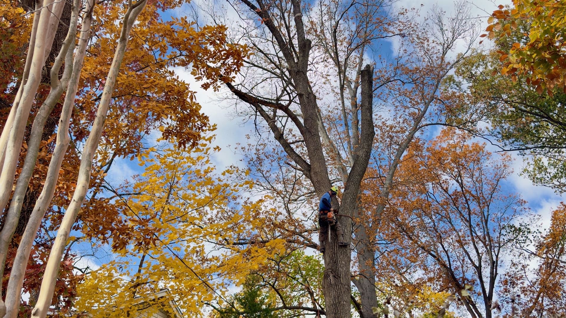Blue Rock Tree Care team at work