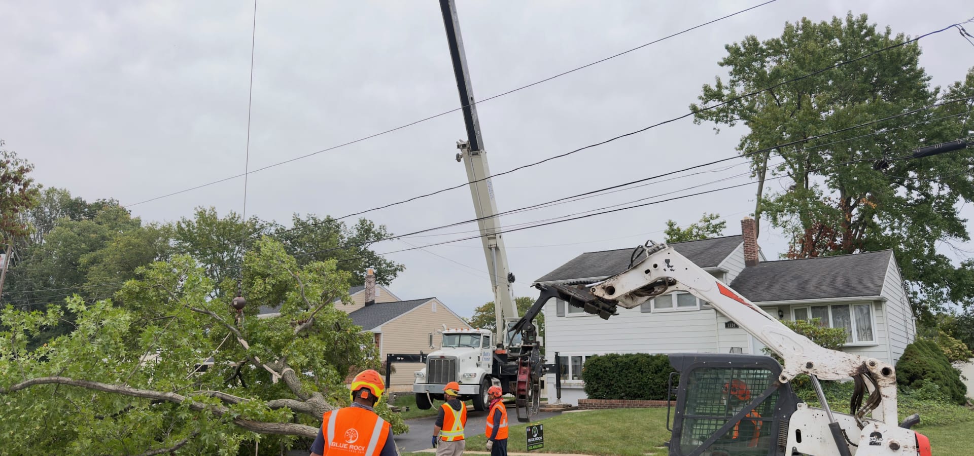 Arborist & Tree Consulting showcase