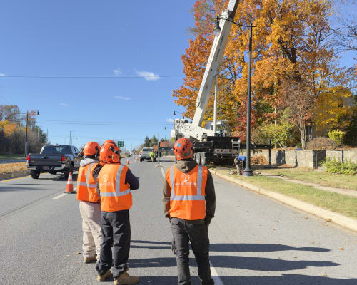 Crane-Assisted Hazardous Tree Removal on Busy Road - detail view