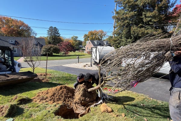 HOA Tree Removal in Delaware: What Every Homeowner Needs to Know