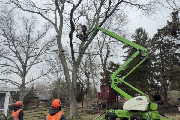 Tree Trimming & Pruning in Delaware: Complete Guide + 2026 Costs