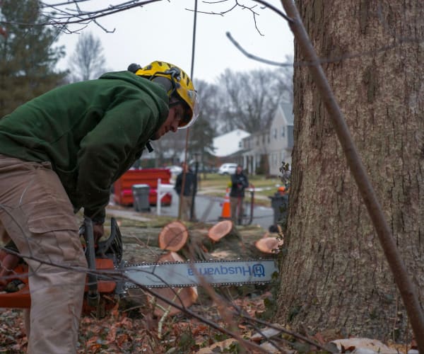 Multi-Stump Projects